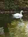 ETBD hires a swan to announce lunch