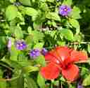 hibiscus and morning glories (?) in a public garden above the port